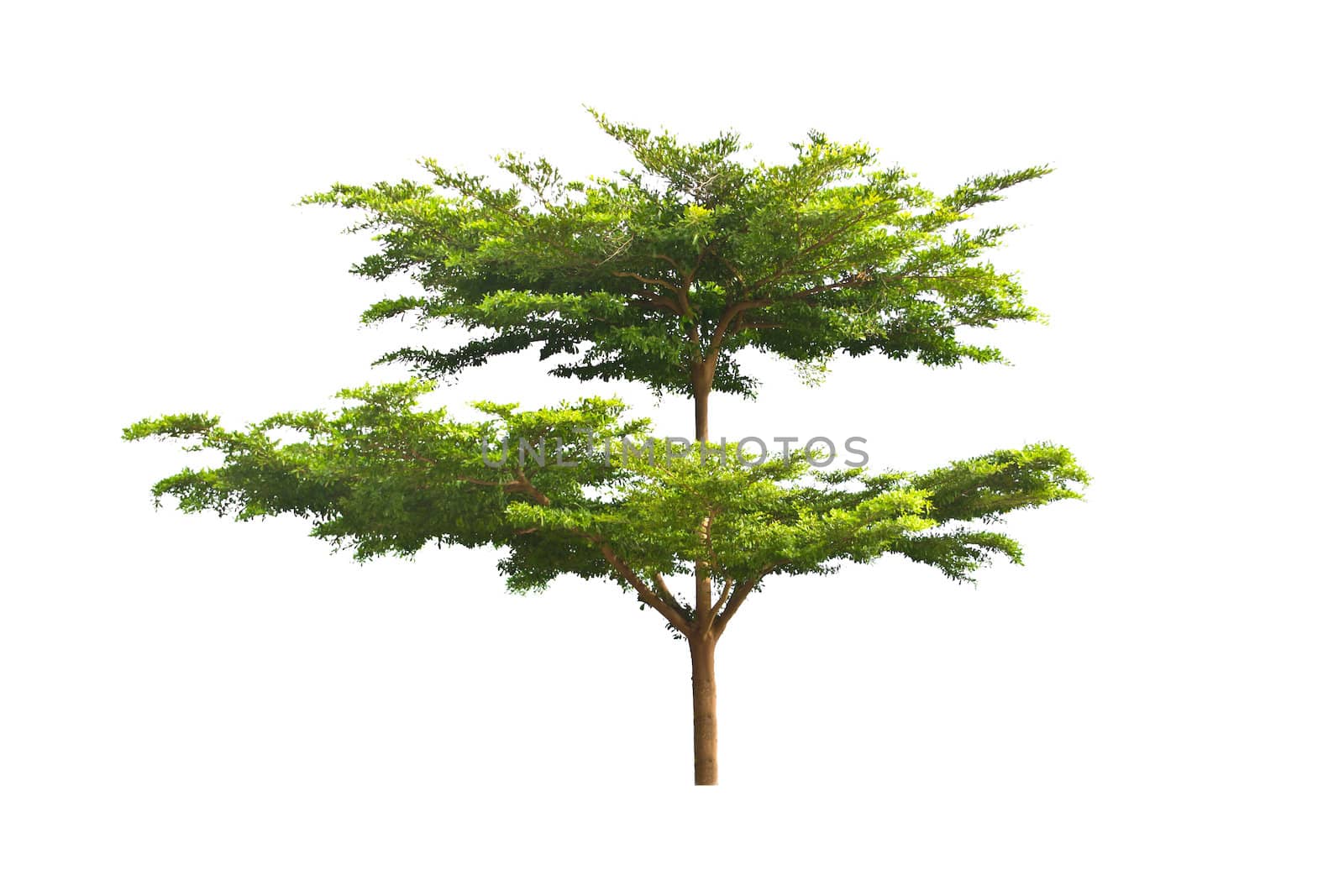Tree isolate on a white background 
