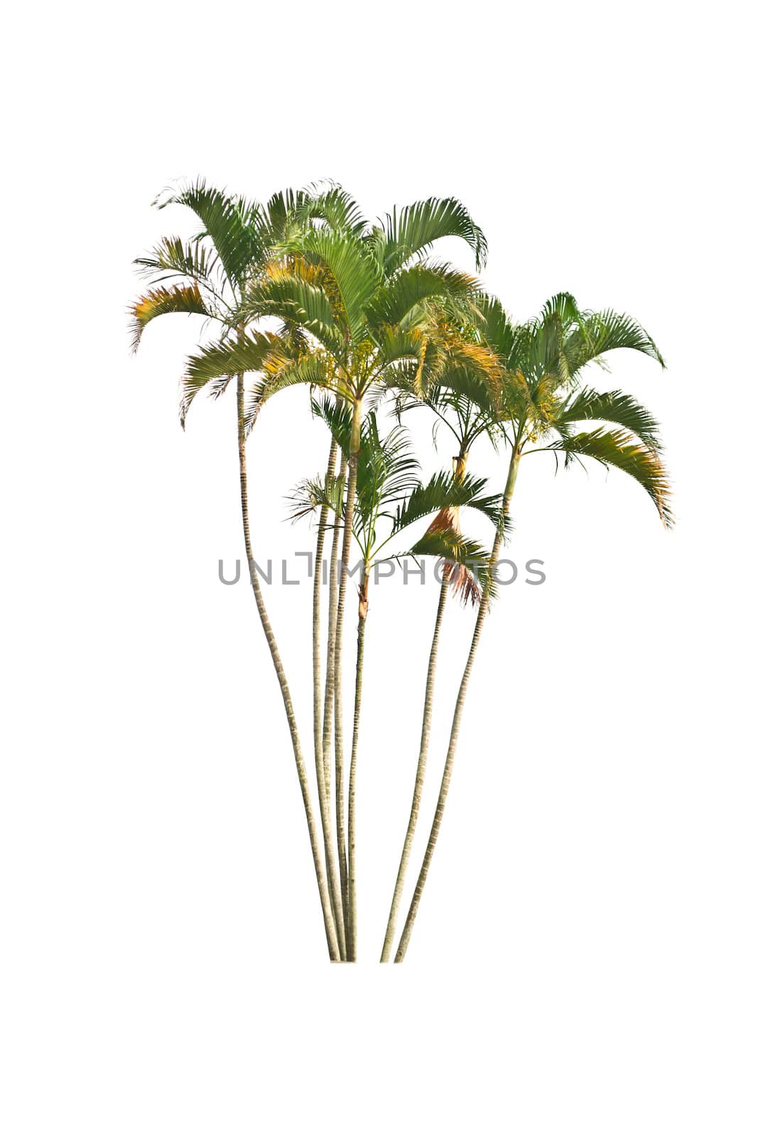 Palm tree on a white background