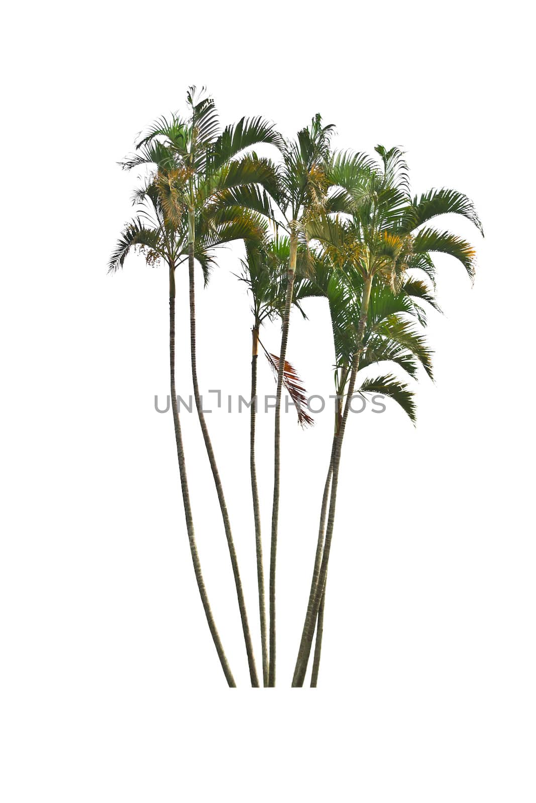 Palm tree on a white background