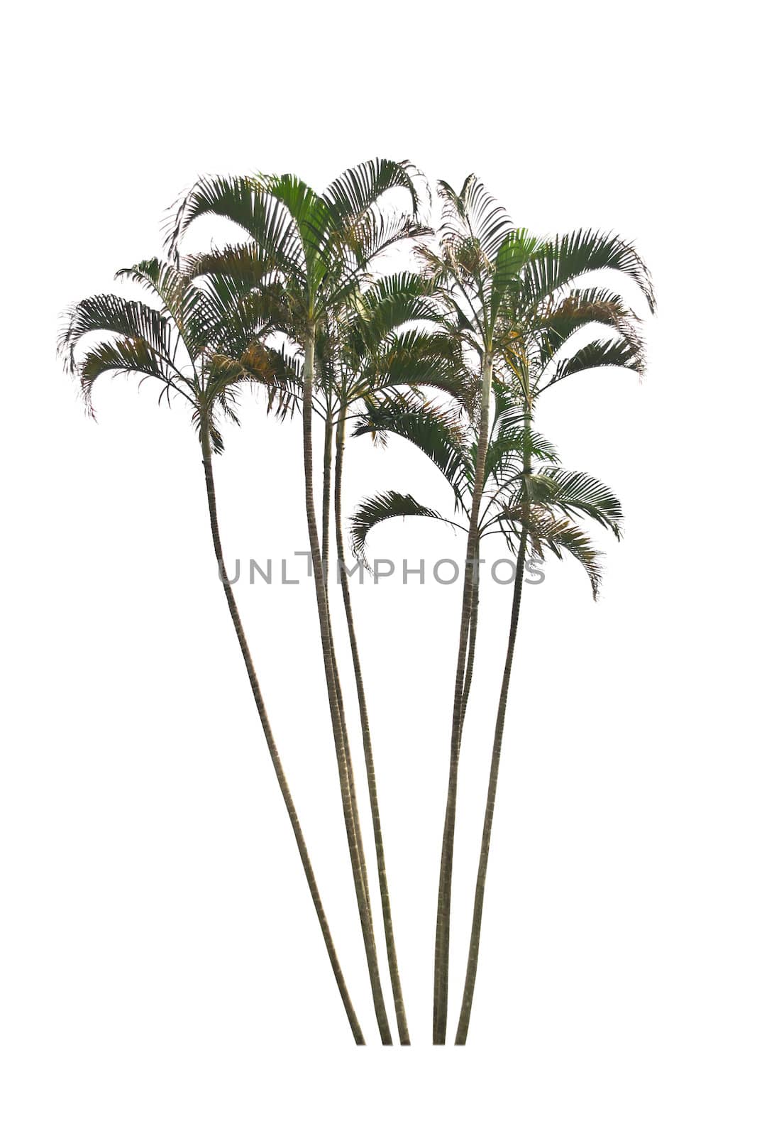 Palm tree on a white background