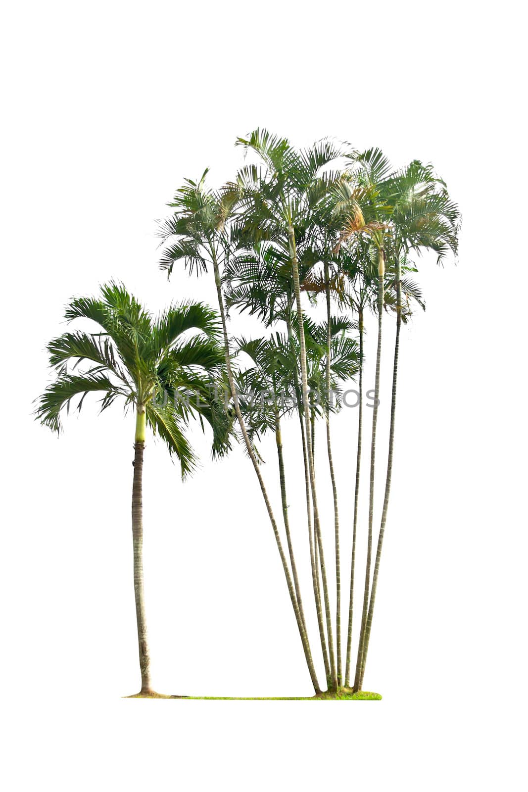 Palm tree on a white background