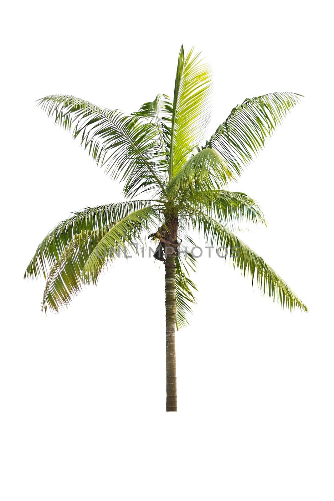 Palm tree on a white background by Thanamat