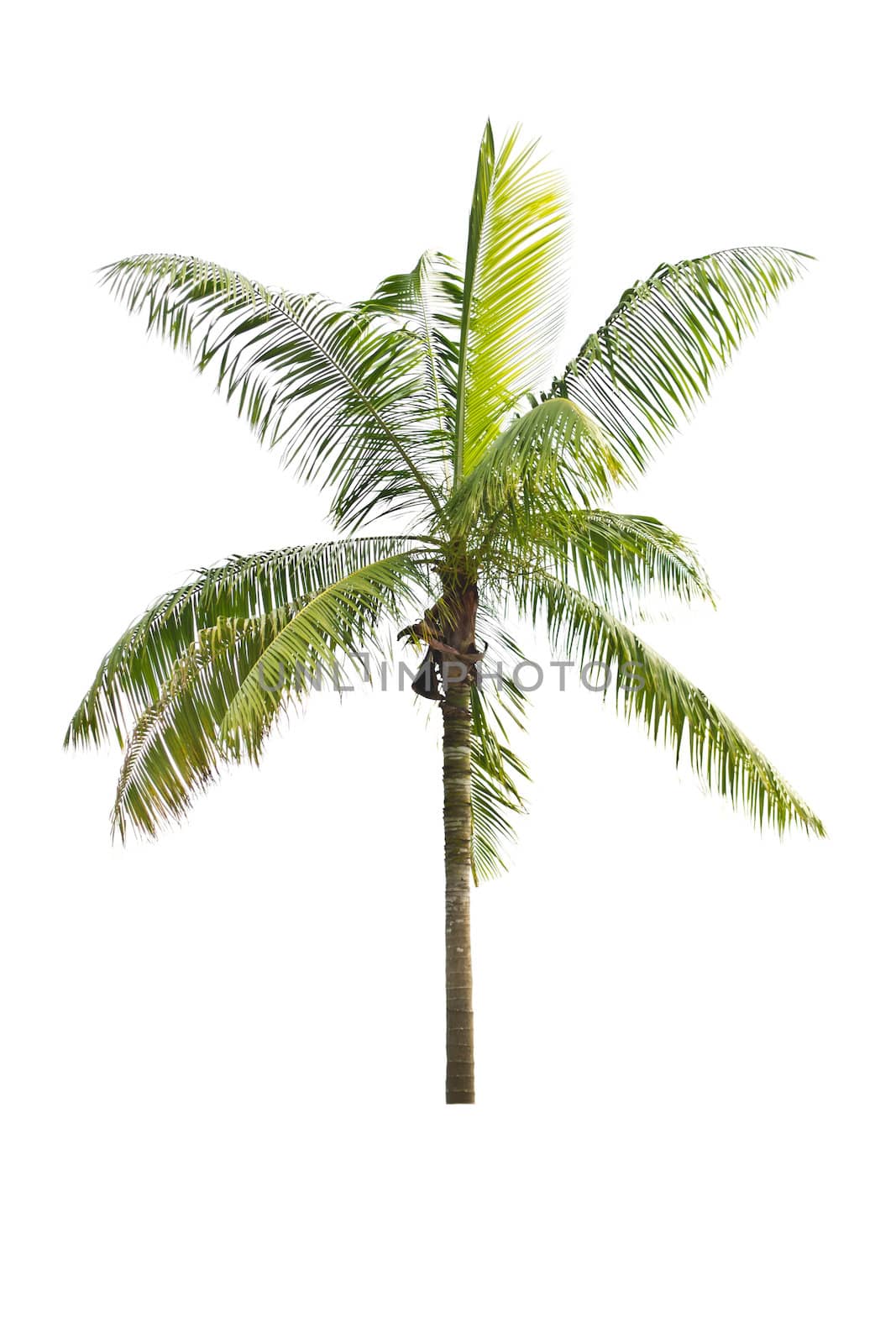 Palm tree on a white background