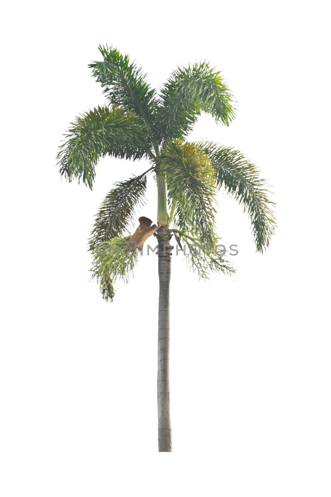 Palm tree on a white background by Thanamat