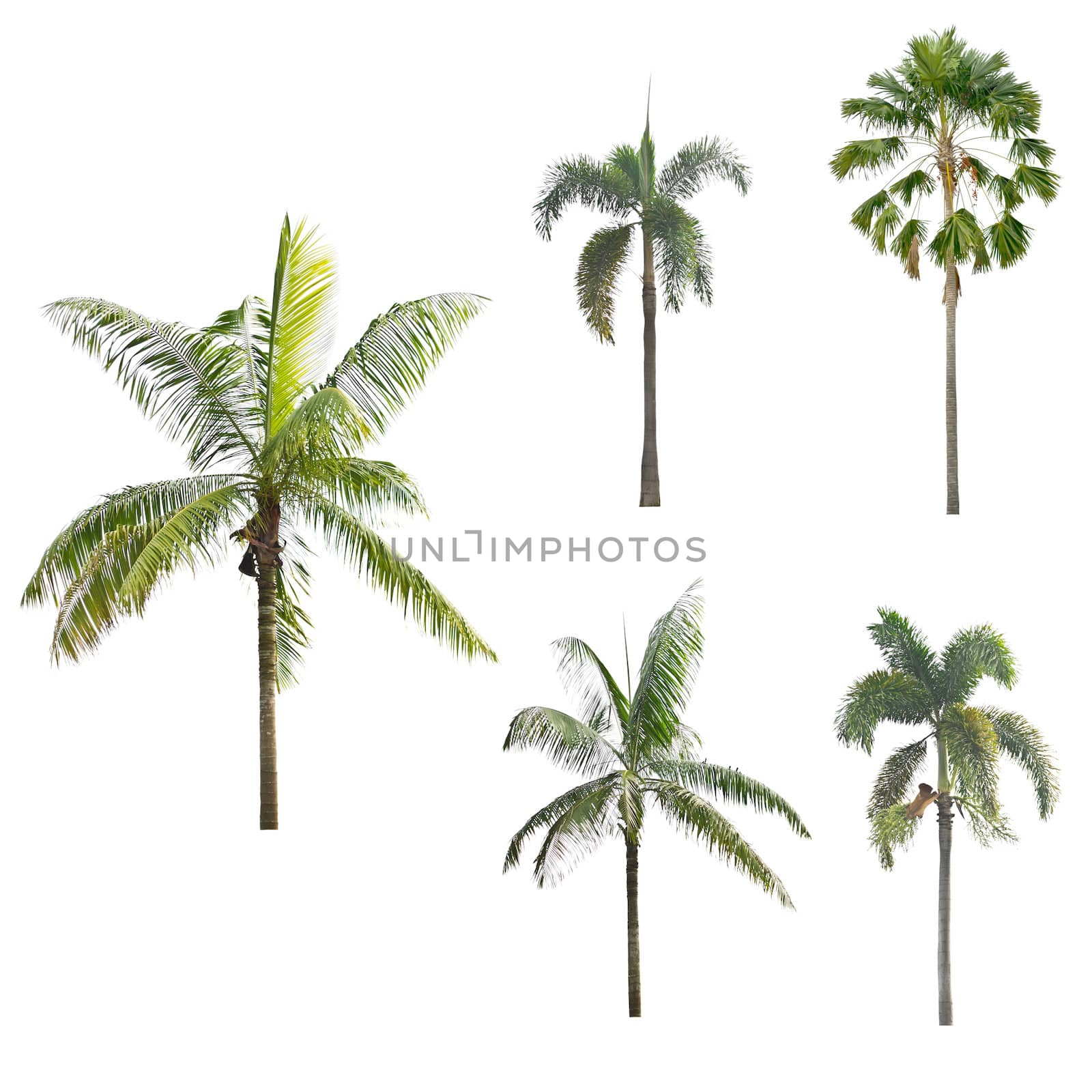 Palm tree on a white background by Thanamat