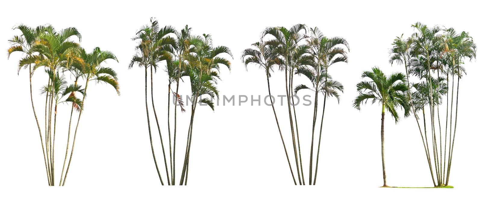 Palm tree on a white background