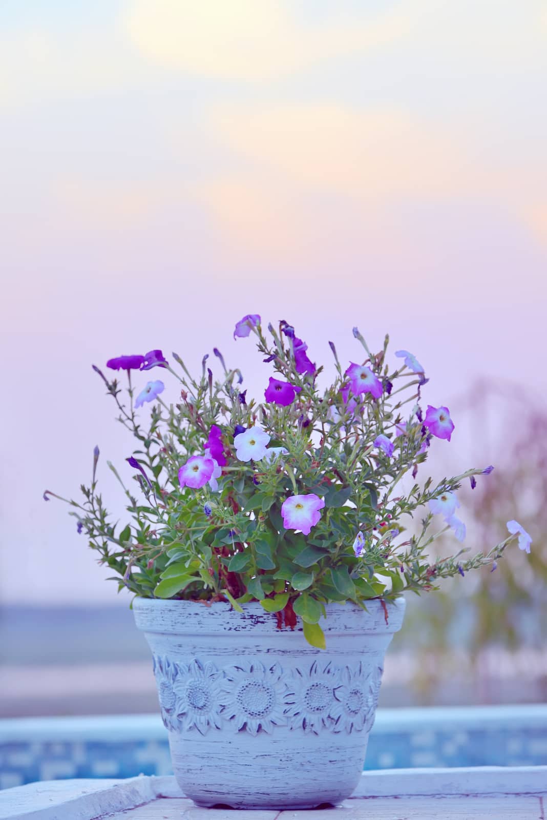 Tobacco  flowers in nice vase