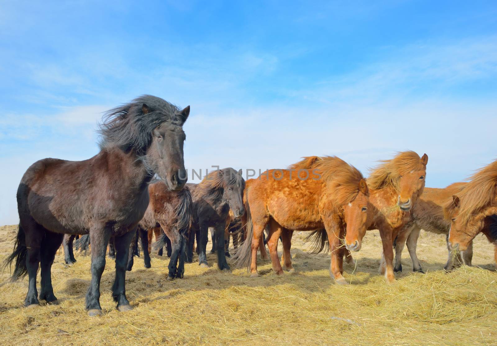 Icelandic free horses on filed