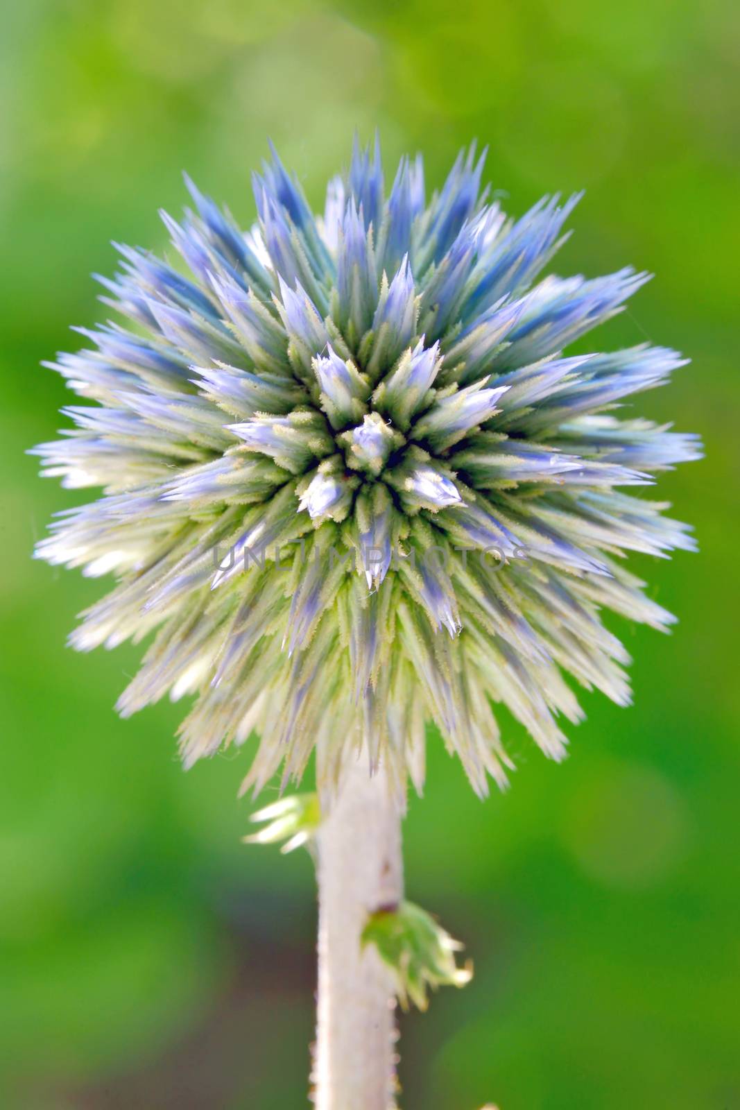 Blue globe thistle (Echinops) in the garden