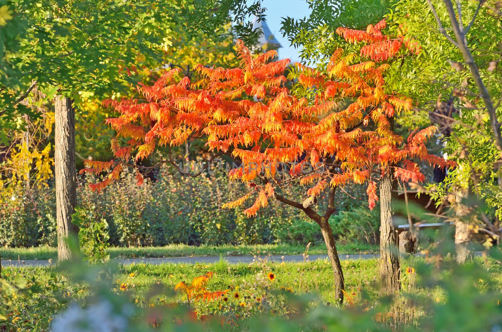Staghorn Sumac tree in autumn time