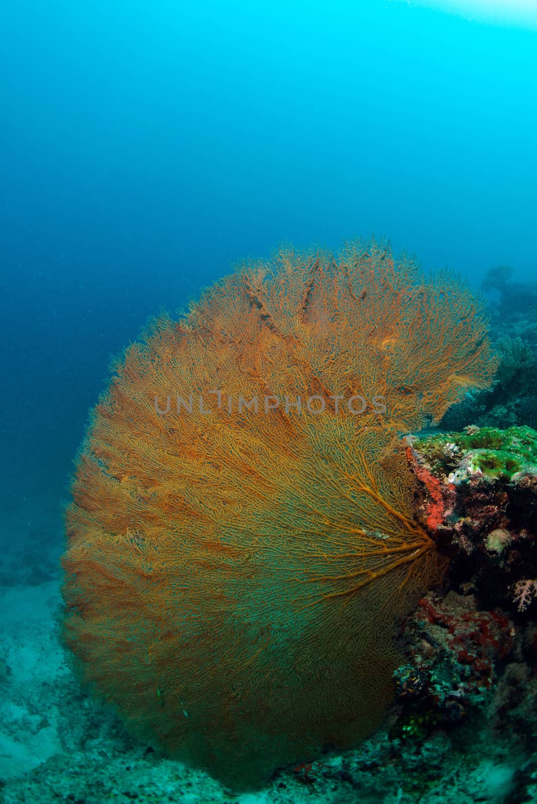 Giant seafan underwater in Sipadan, Malaysia by think4photop