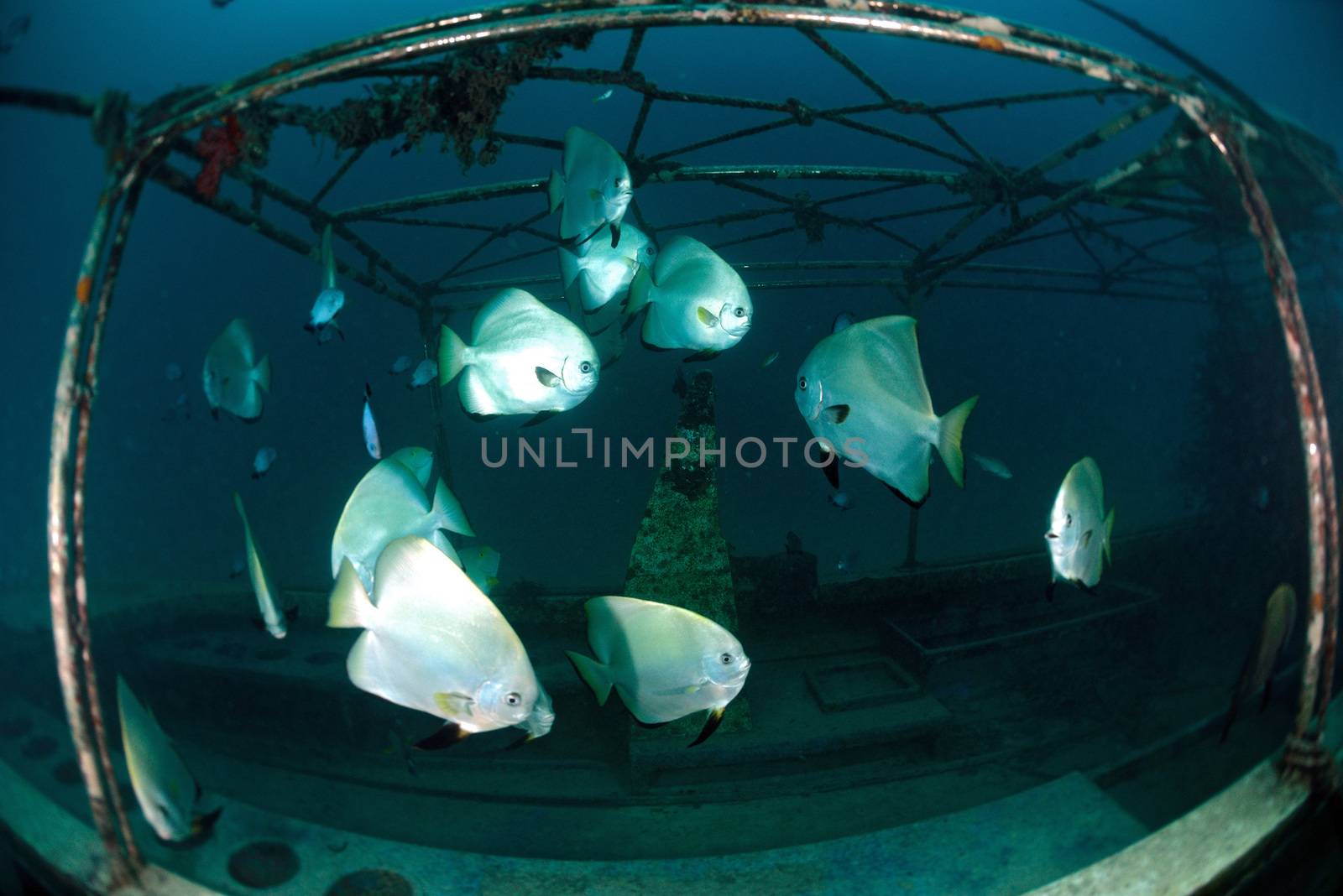 Bat fish swimming underwater in twilight near dive center in Mab by think4photop