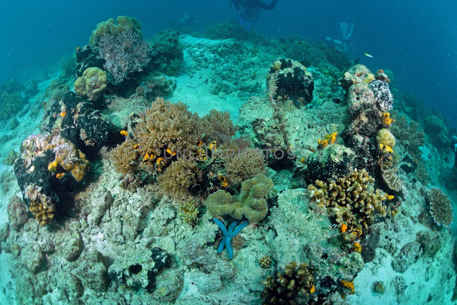 coral reef underwater in Sipadan, Malaysia