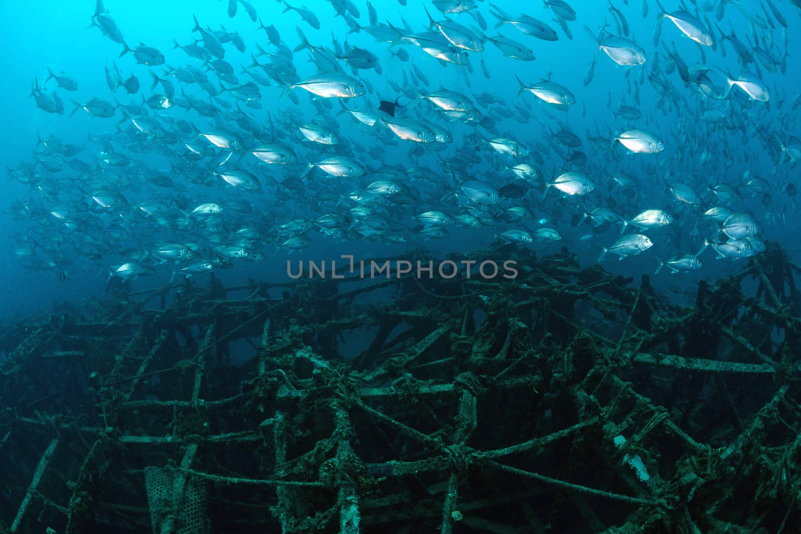 School of jackfish on artificial reef in Mabul, kapalai, Malaysi by think4photop