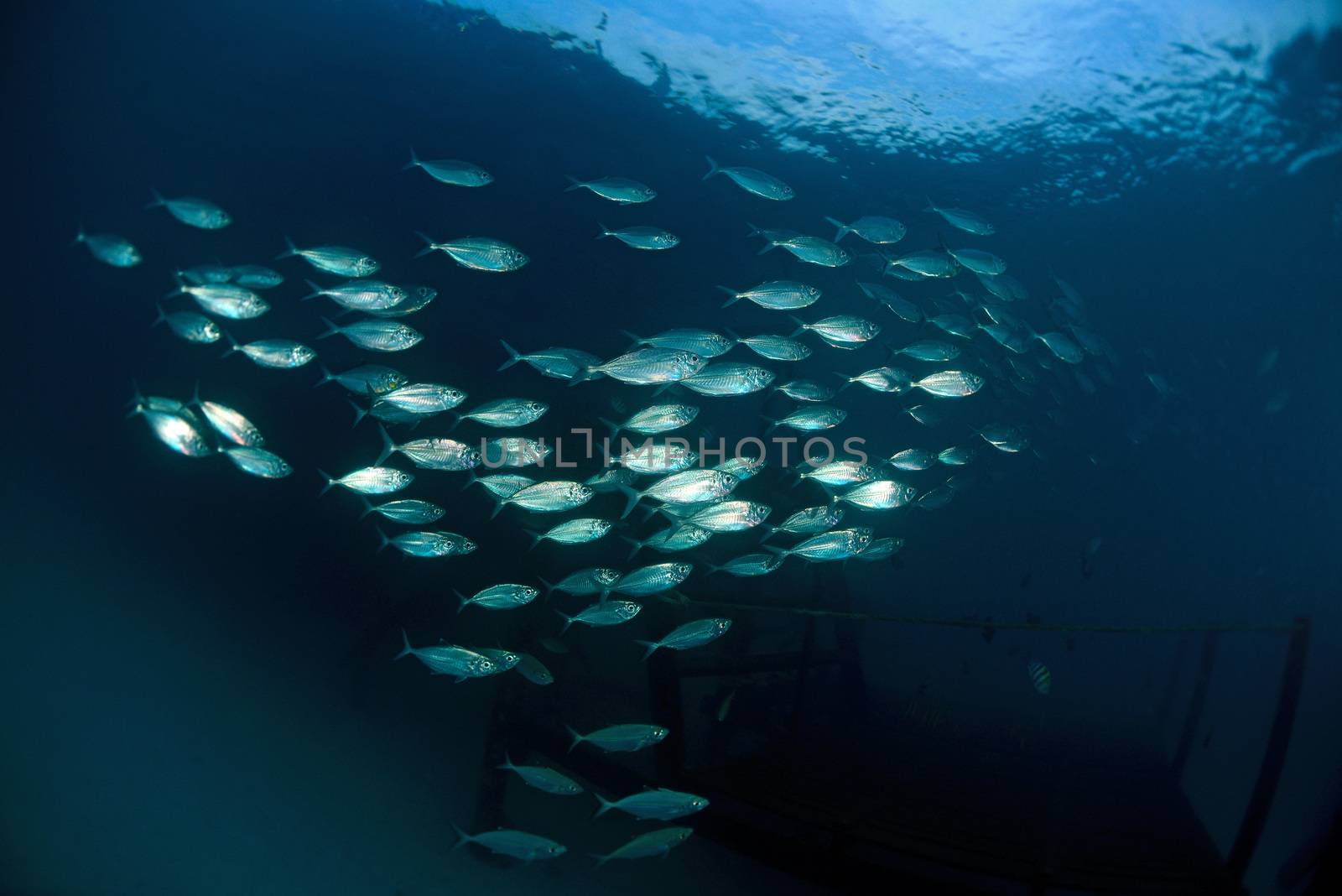 school of fish swimming underwater in twilight near dive center by think4photop