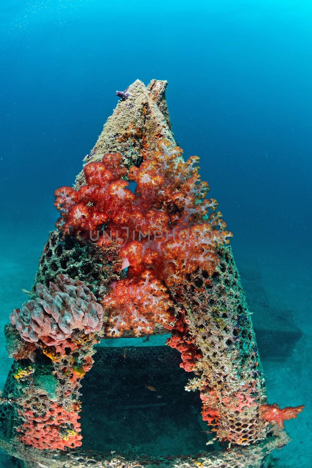 Softcoral on artificial reef in Mabul, kapalai, Malaysia by think4photop