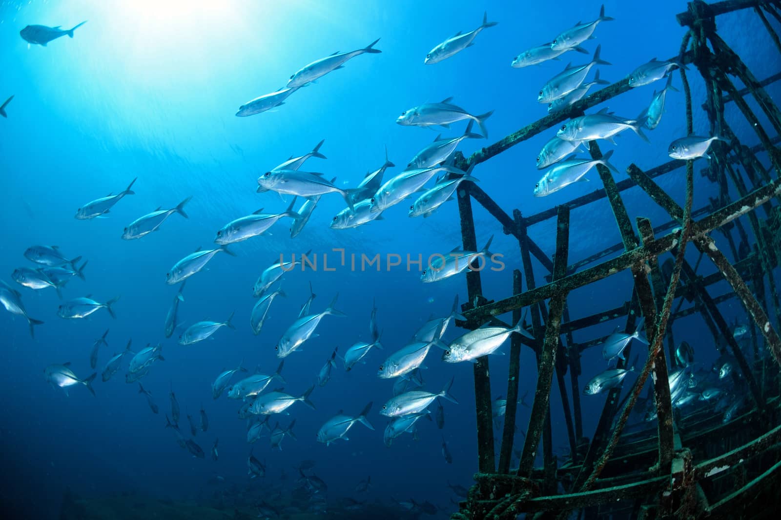 School of jackfish on artificial reef in Mabul, kapalai, Malaysi by think4photop