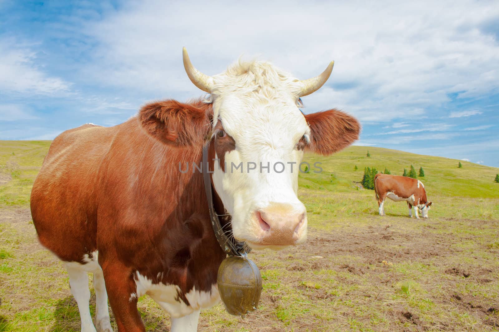 cows in the mountains with horns and cowbells