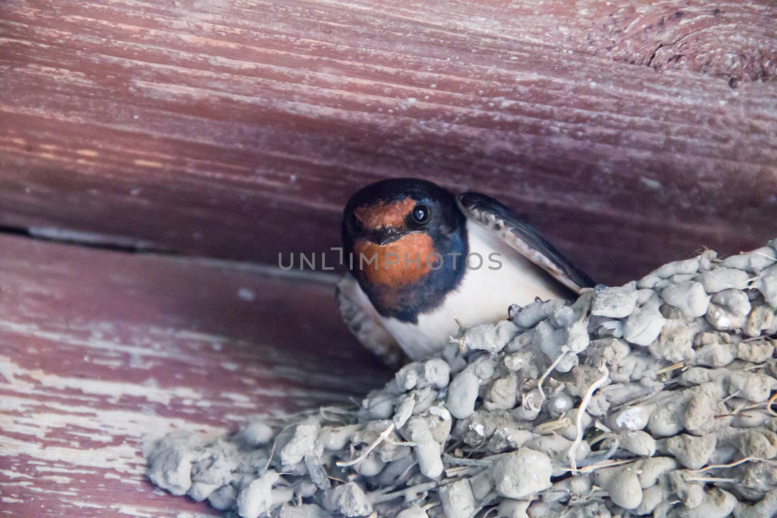 one big black swallow in the nest