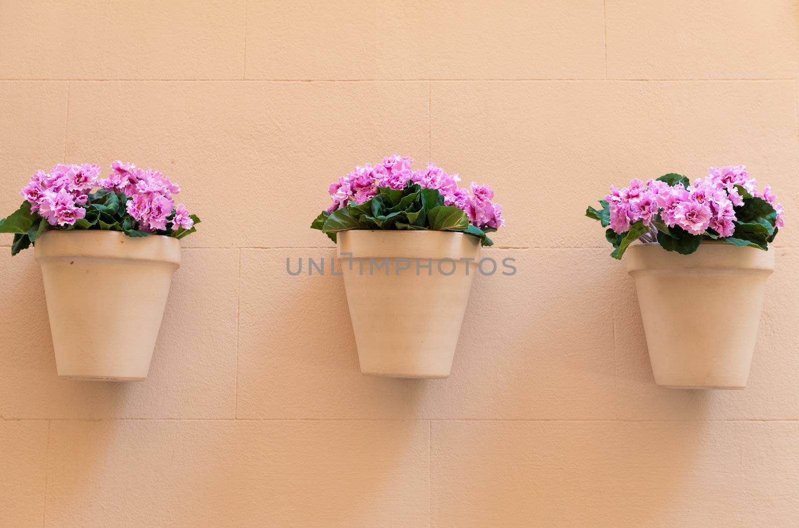 flowerpots with pink flowers hanging on a house wall