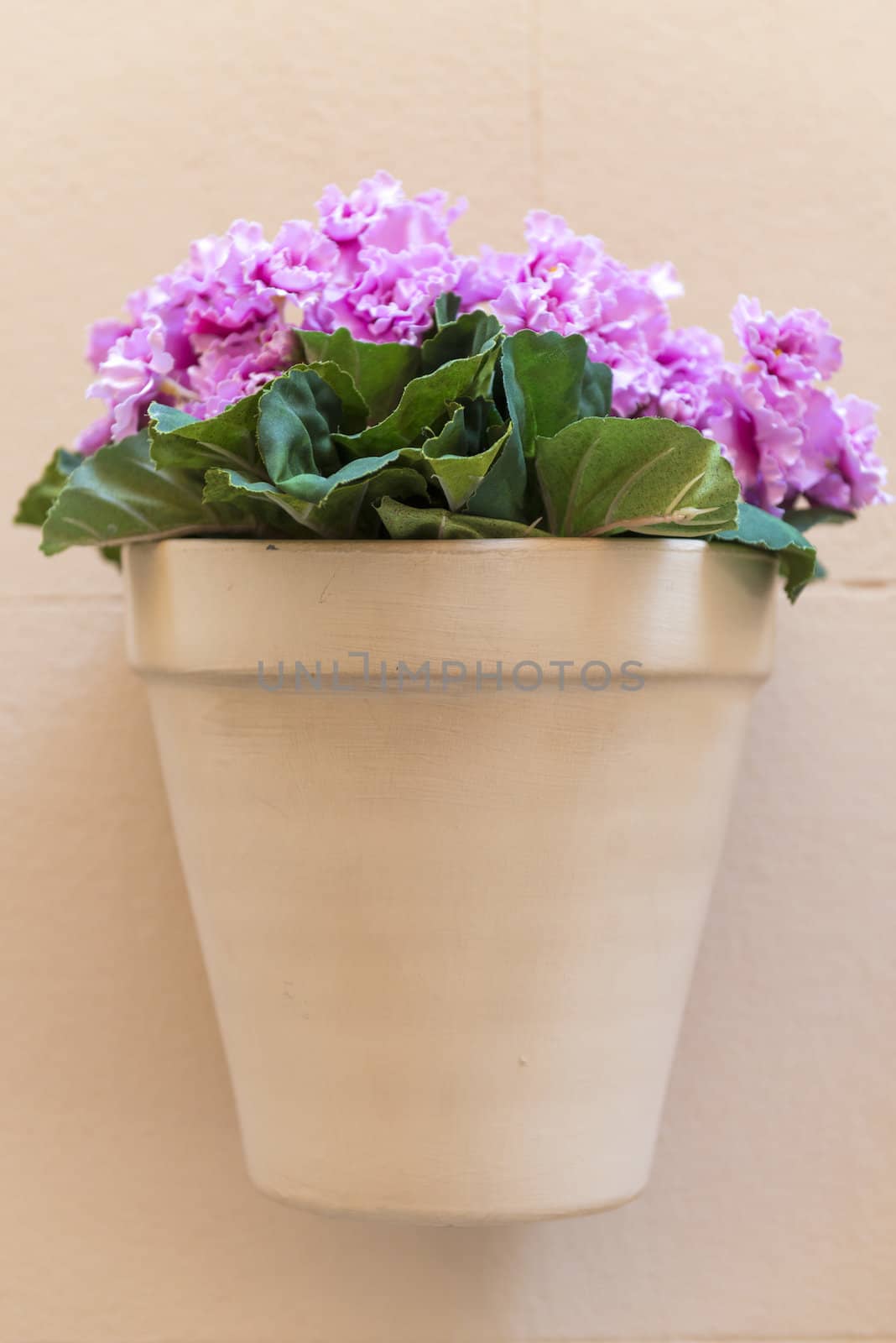flower pot with pink flowers hanging on a house wall