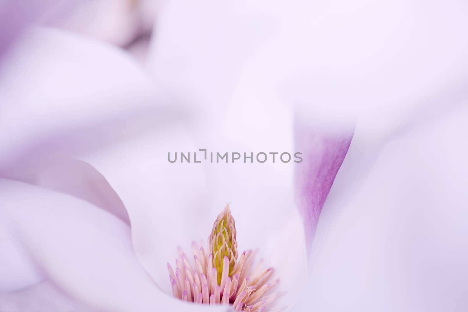 Macro Shot Of The Stigma From A Magnolia Flower