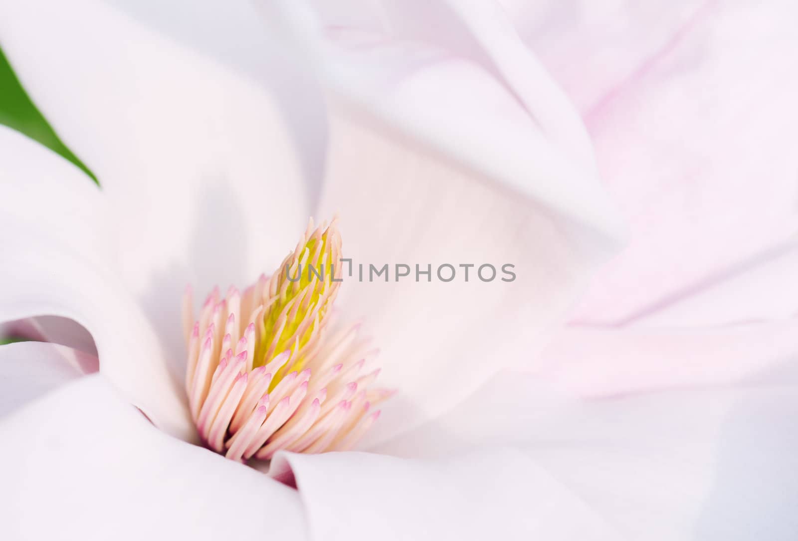Macro Shot Of The Stigma From A Magnolia Flower