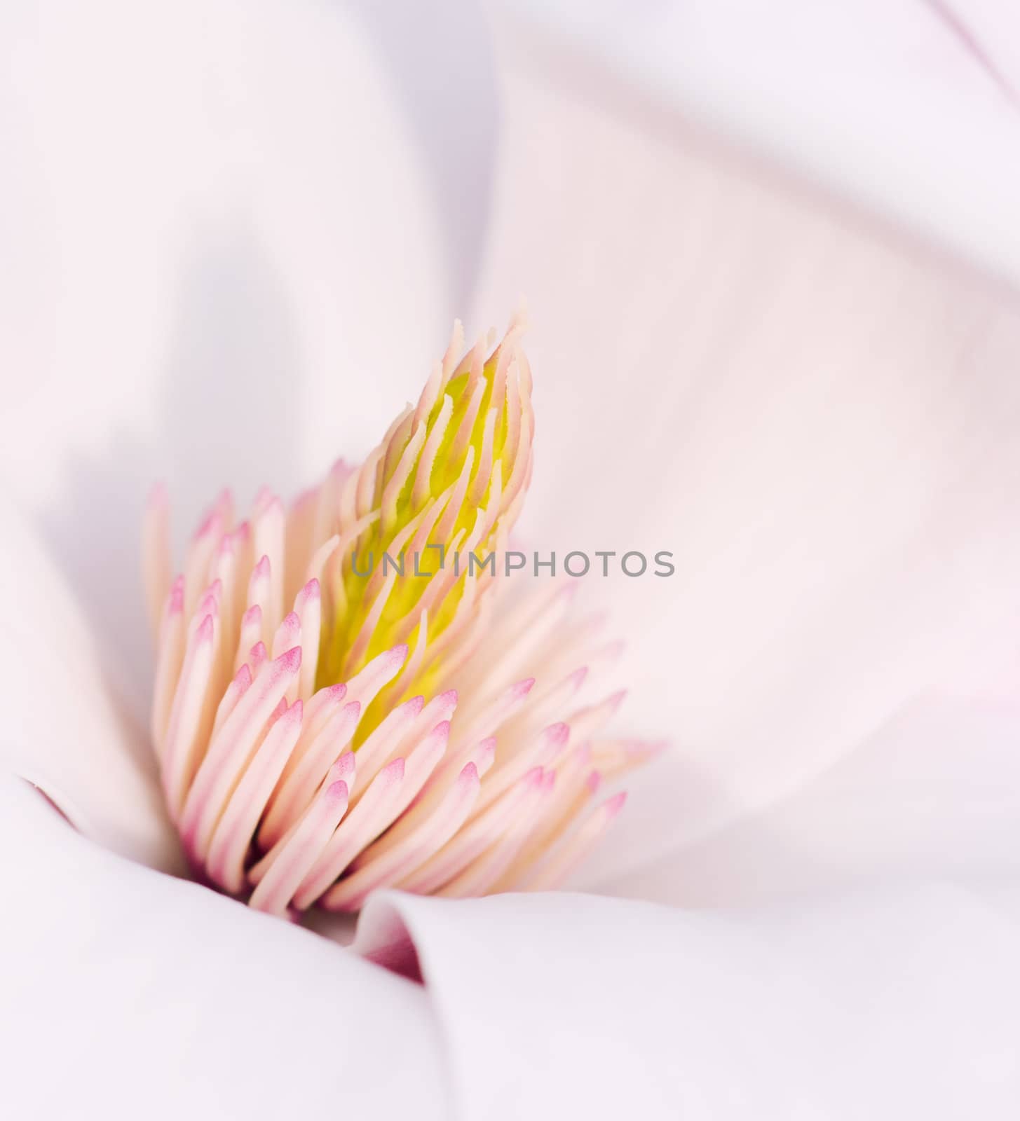 Macro Shot Of The Stigma From A Magnolia Flower