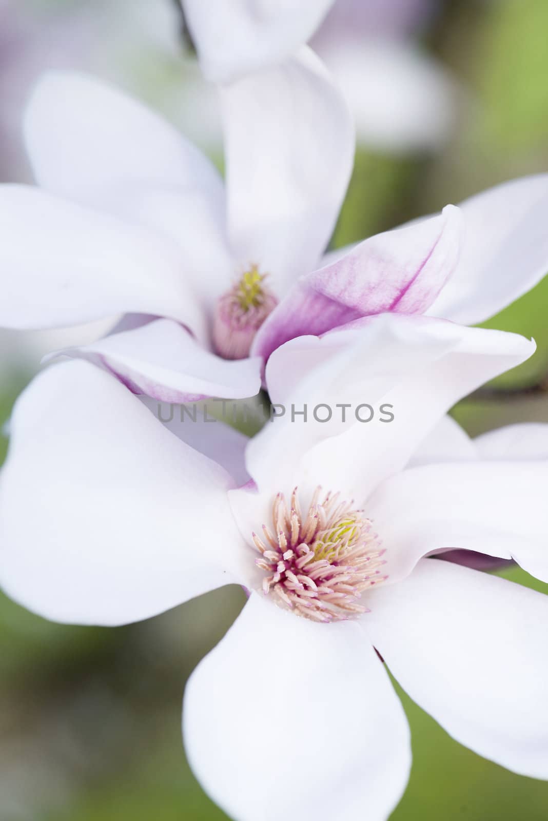 Macro Shot Of The Stigma From A Magnolia Flower