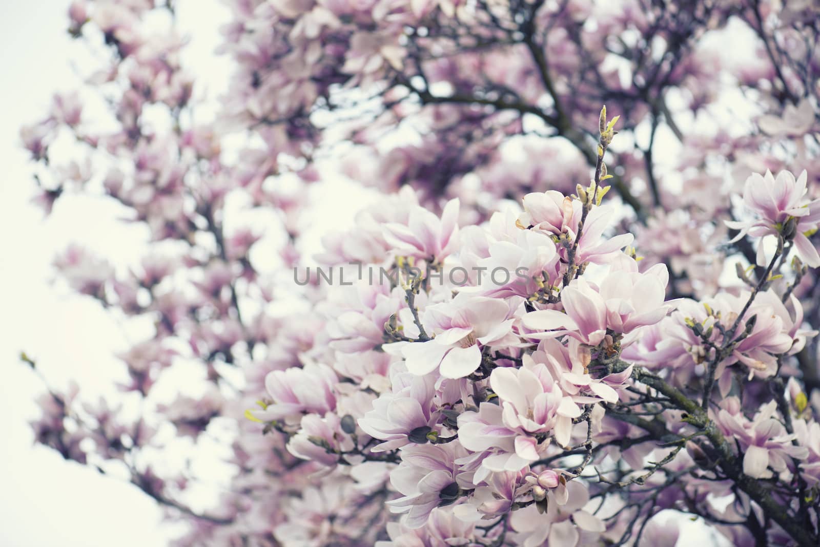 Blossoming of magnolia flowers  by Rainman
