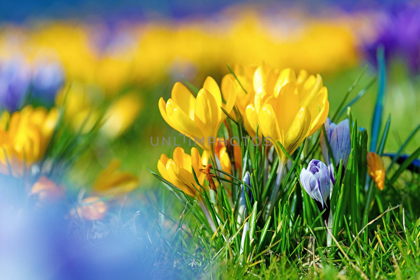 Bouquet of Crocus Flowers In Spring