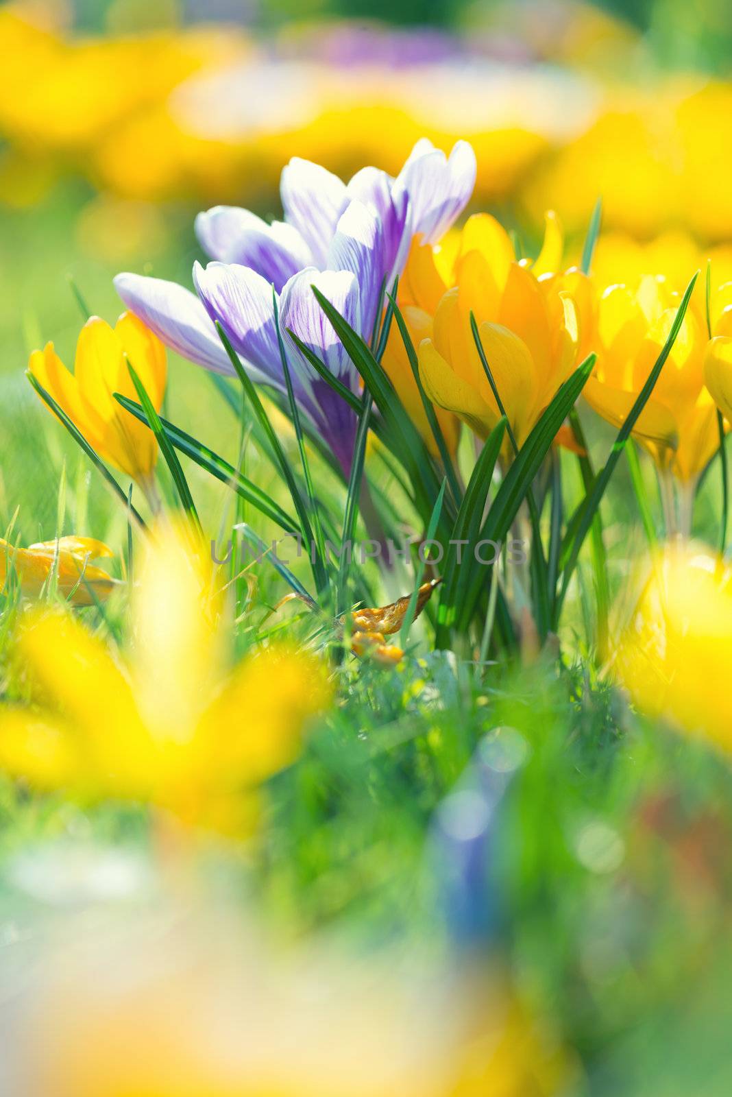 Bouquet of Crocus Flowers In Spring