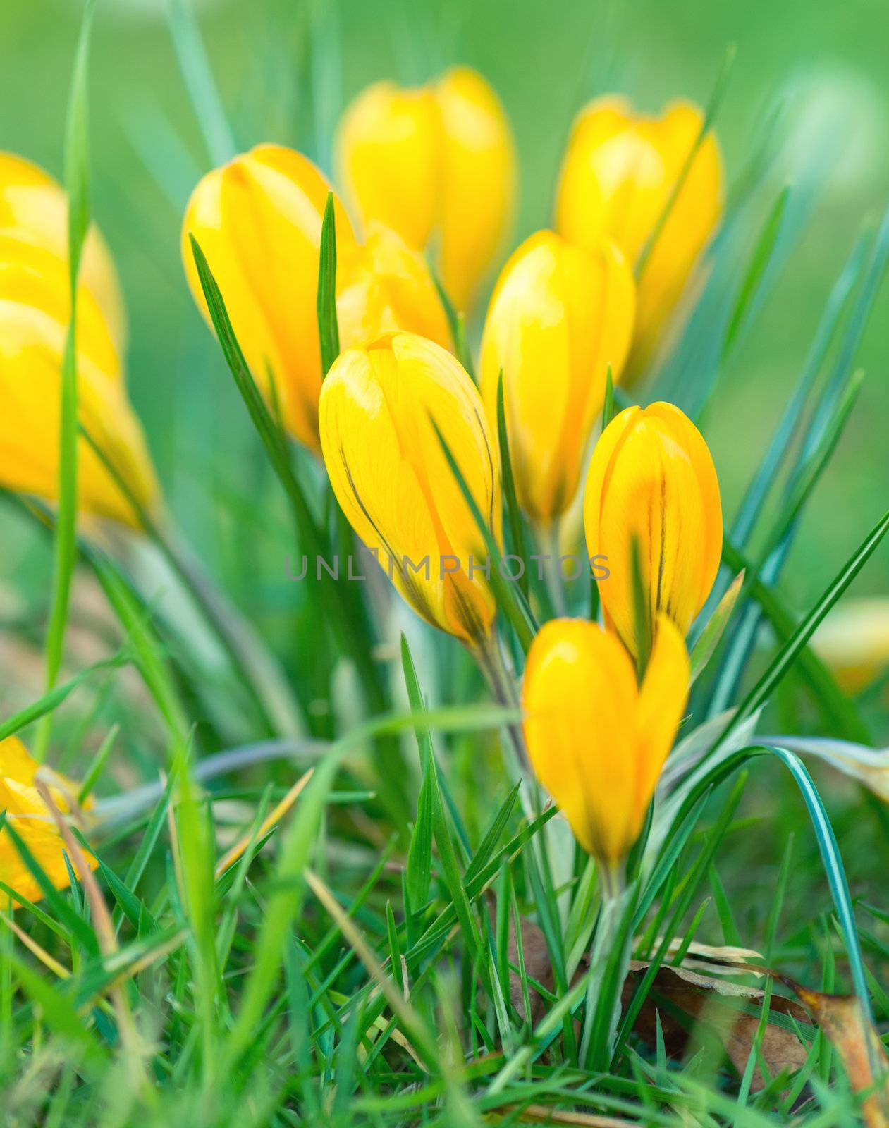 Bouquet of Crocus Flowers In Spring