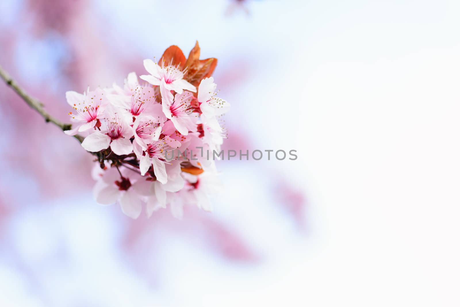 Blooming Tree In Spring With Shallow Depth Of Field