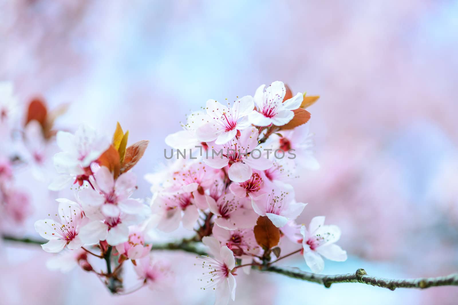 Blooming Tree In Spring With Shallow Depth Of Field