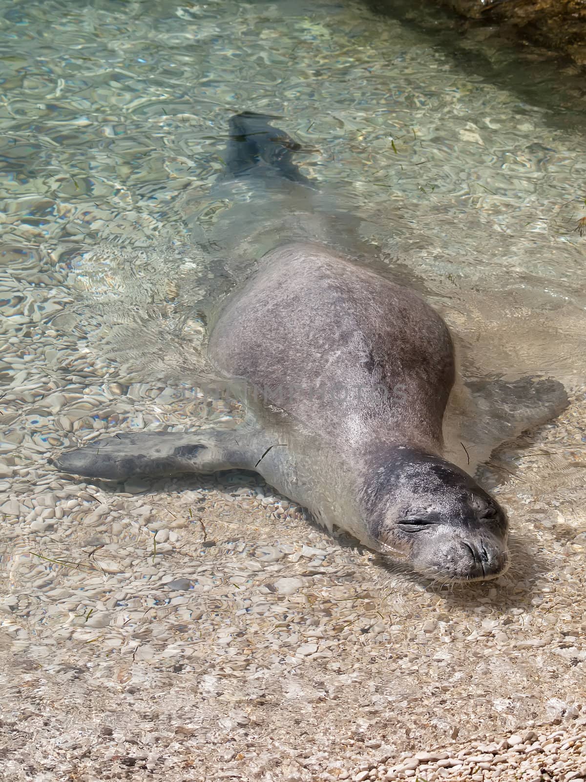 Mediterranean monk seal relax on sea shallows 