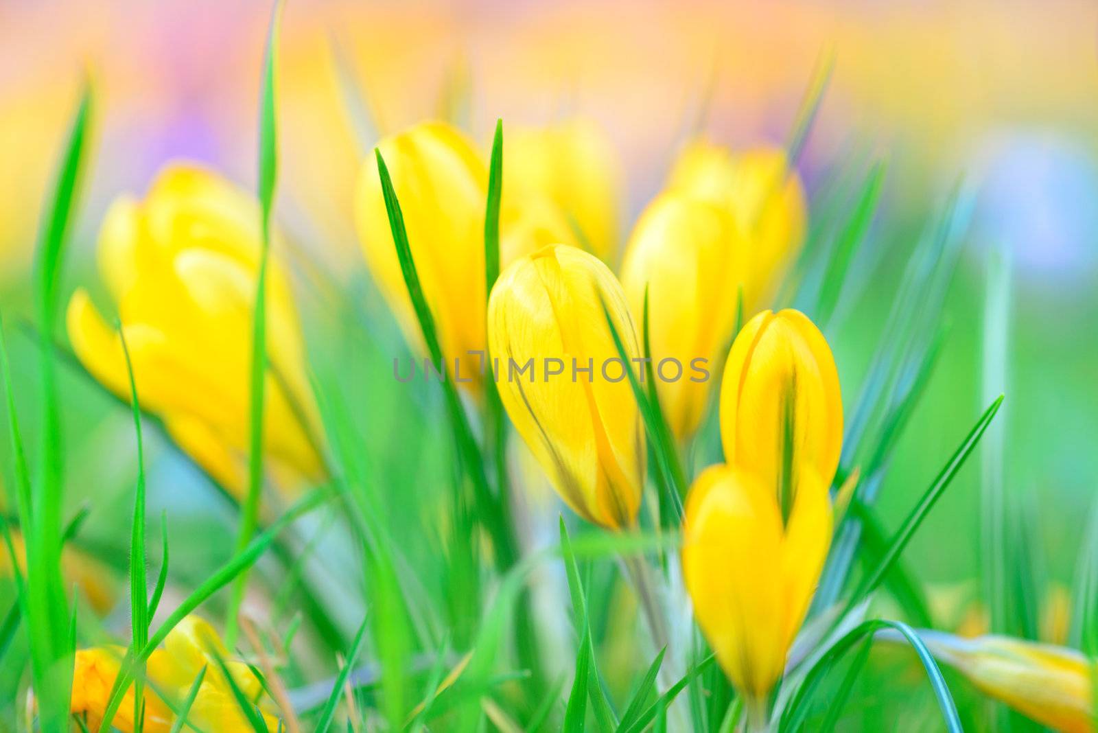 Bouquet of Yellow Crocus Flowers In Spring