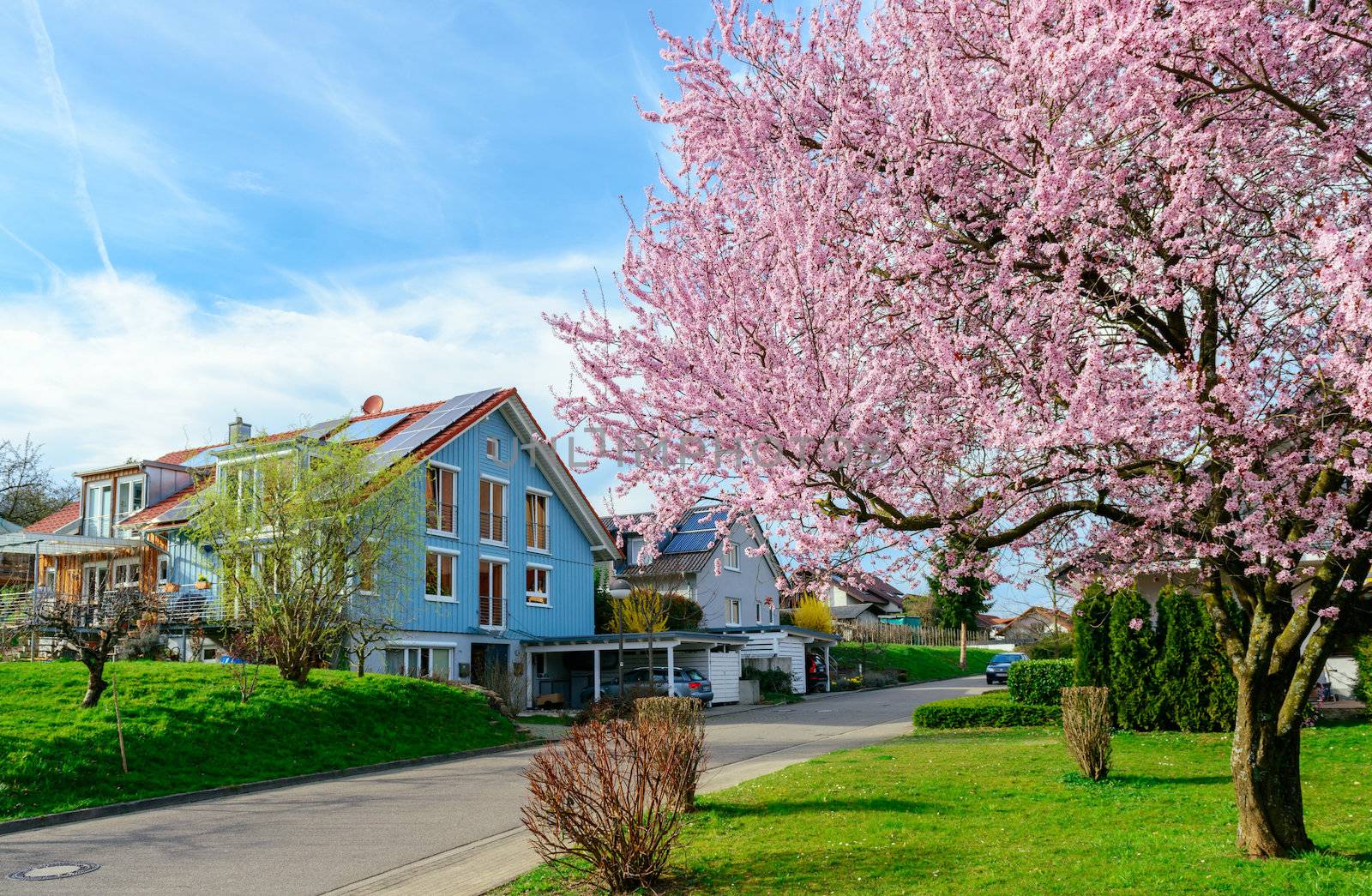 Modern Houses In A Green Suburb District With Blooming Tree In Spring