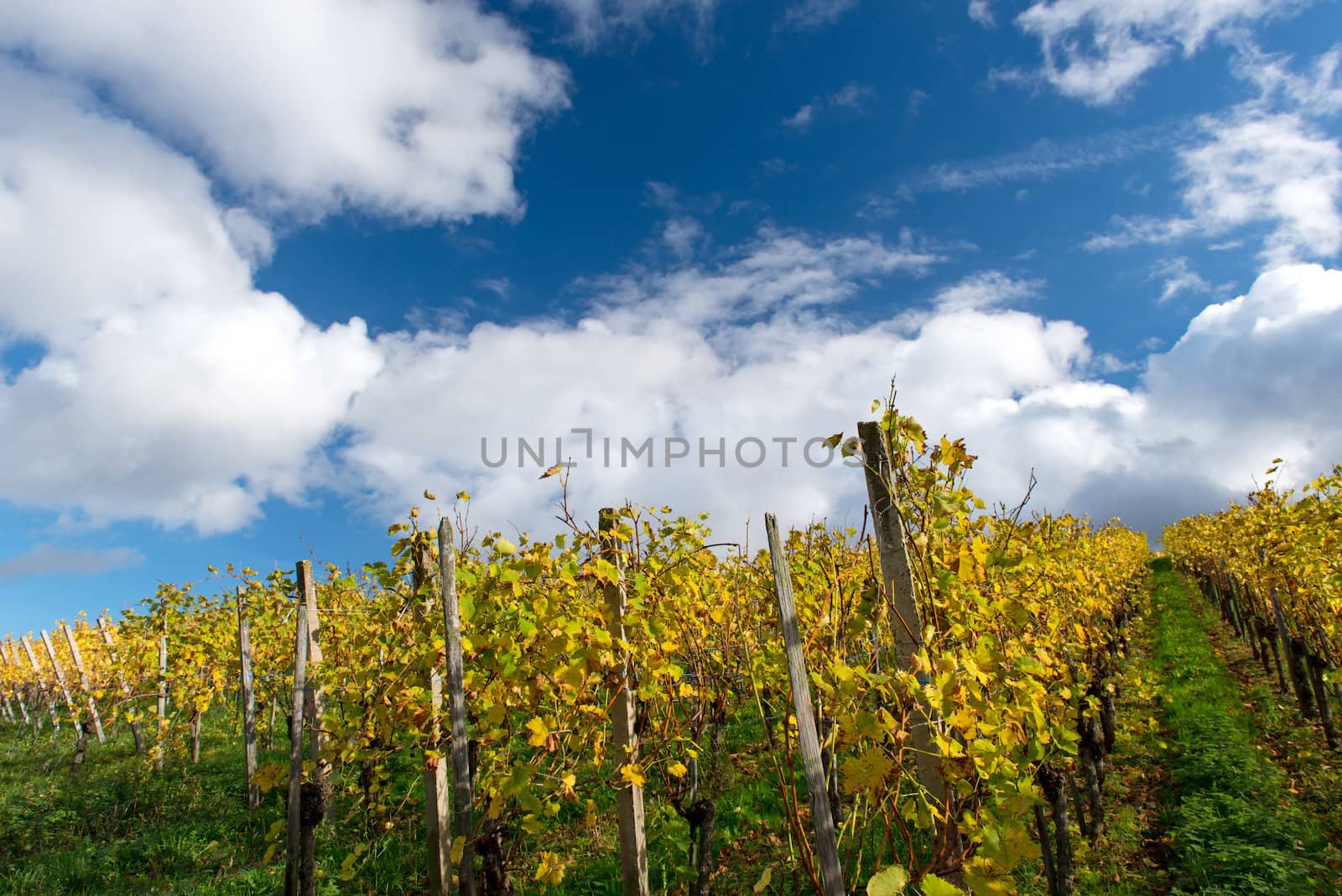 Colofrul Vineyard Landscape in Autumn With Blue Sky