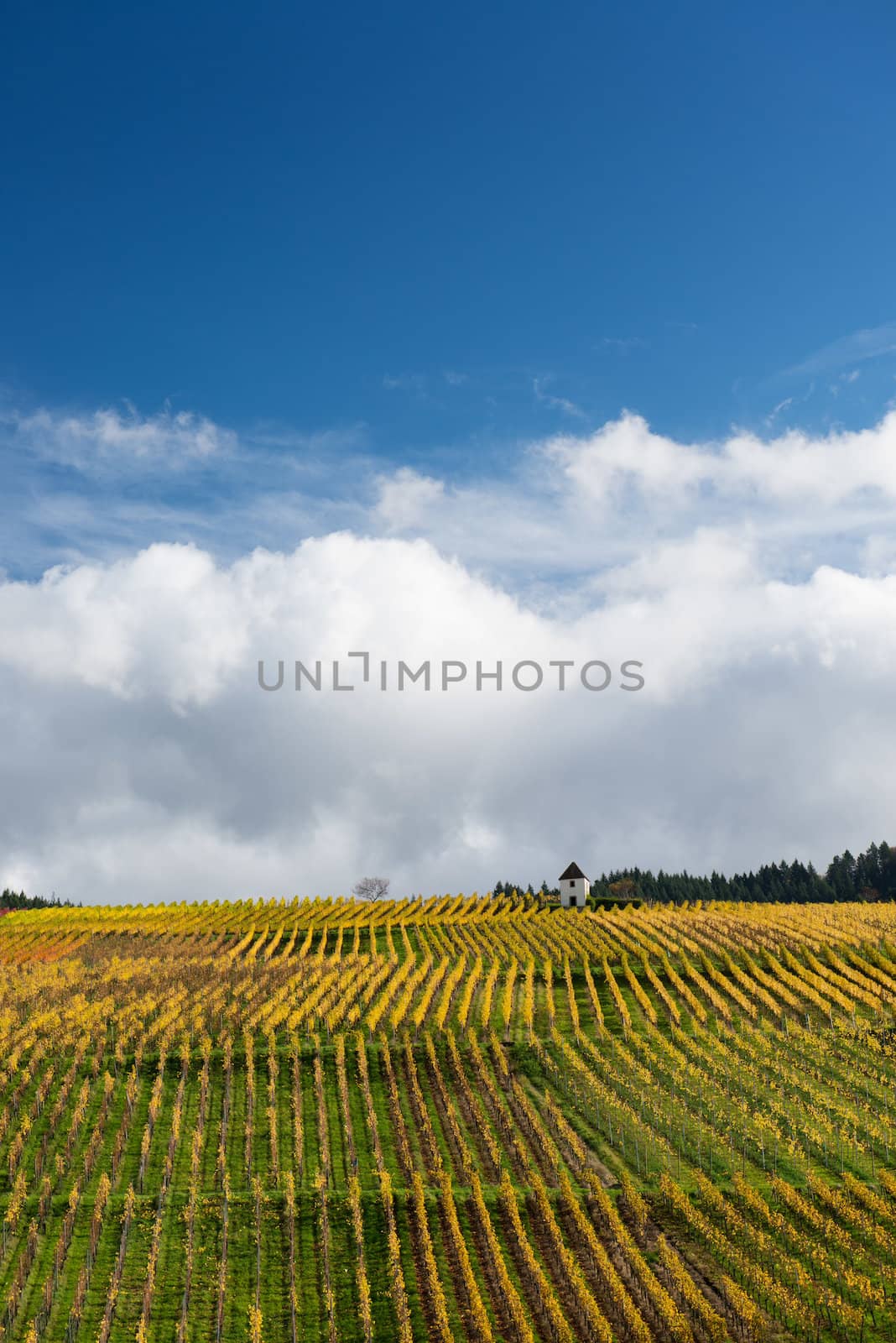 Colorful Vineyard Landscape in Autumn With Blue Sky