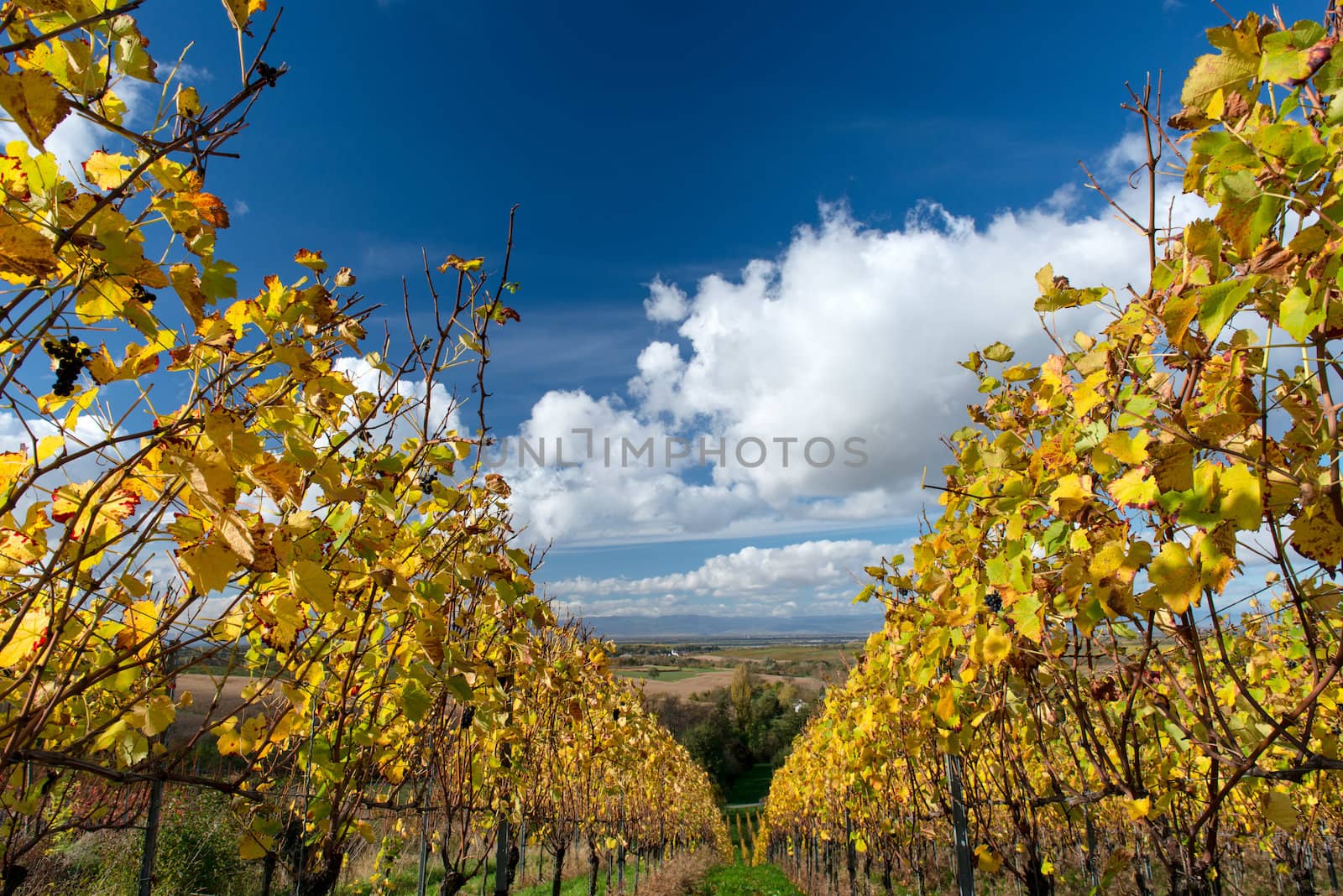 Colorful Vineyard Landscape in Autumn With Blue Sky