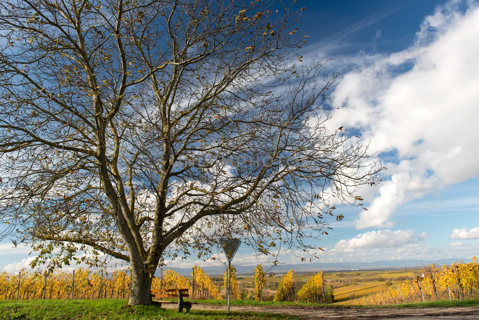 Autumn Vineyard by Rainman