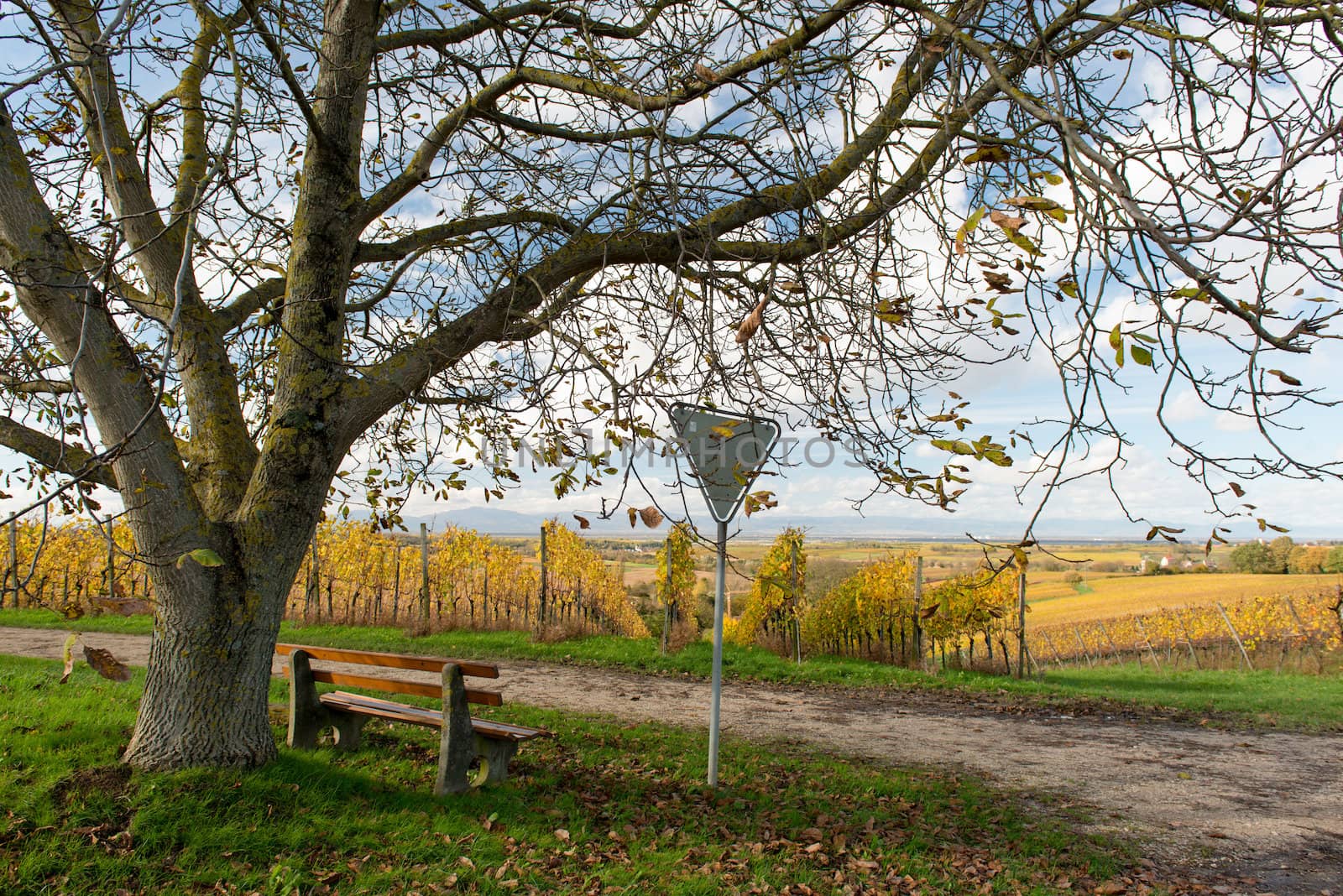Autumn Vineyard by Rainman