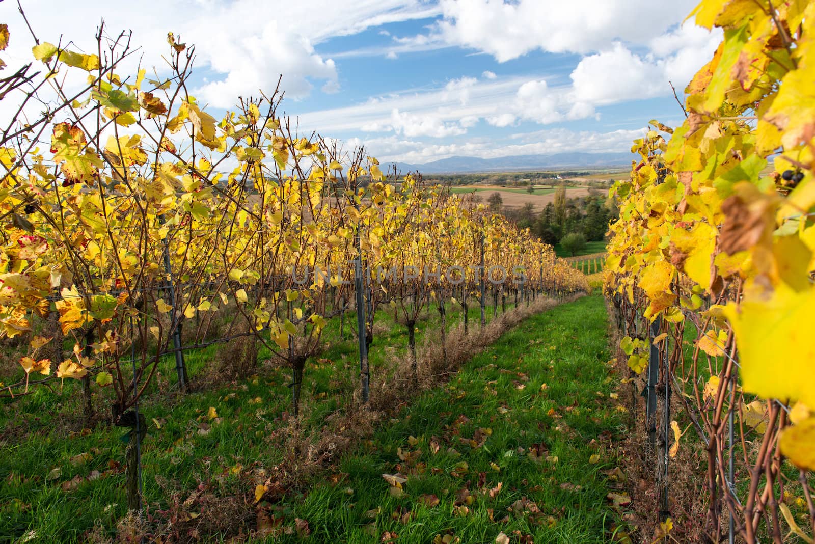 Autumn Vineyard by Rainman