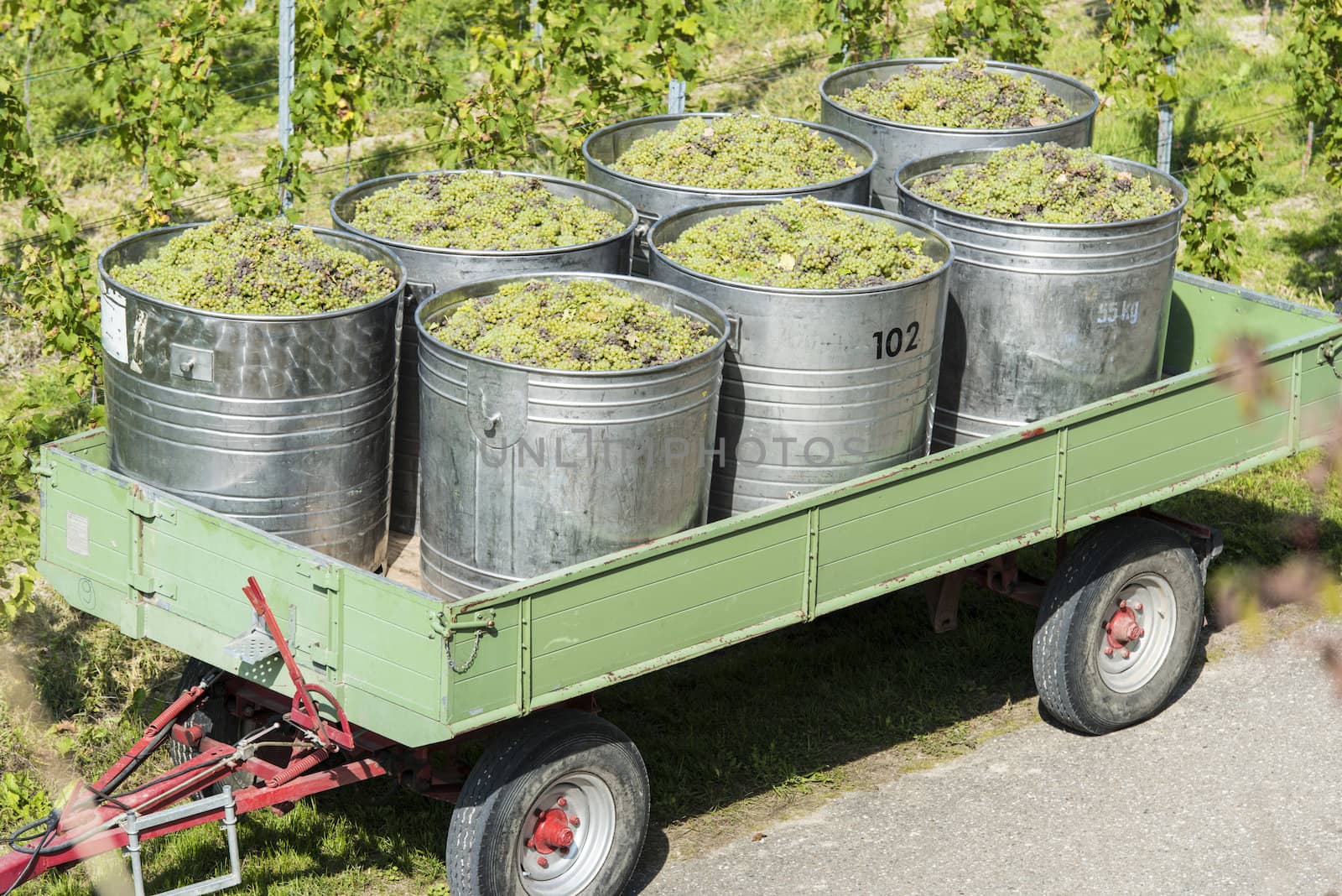 Containers Full Of White Grapes On The Trailer By Harvest Time
