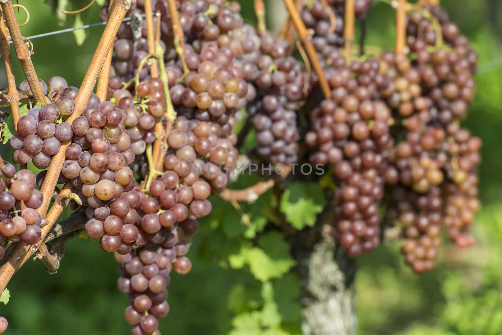White Grapes in the Vineyard By Harvest Time