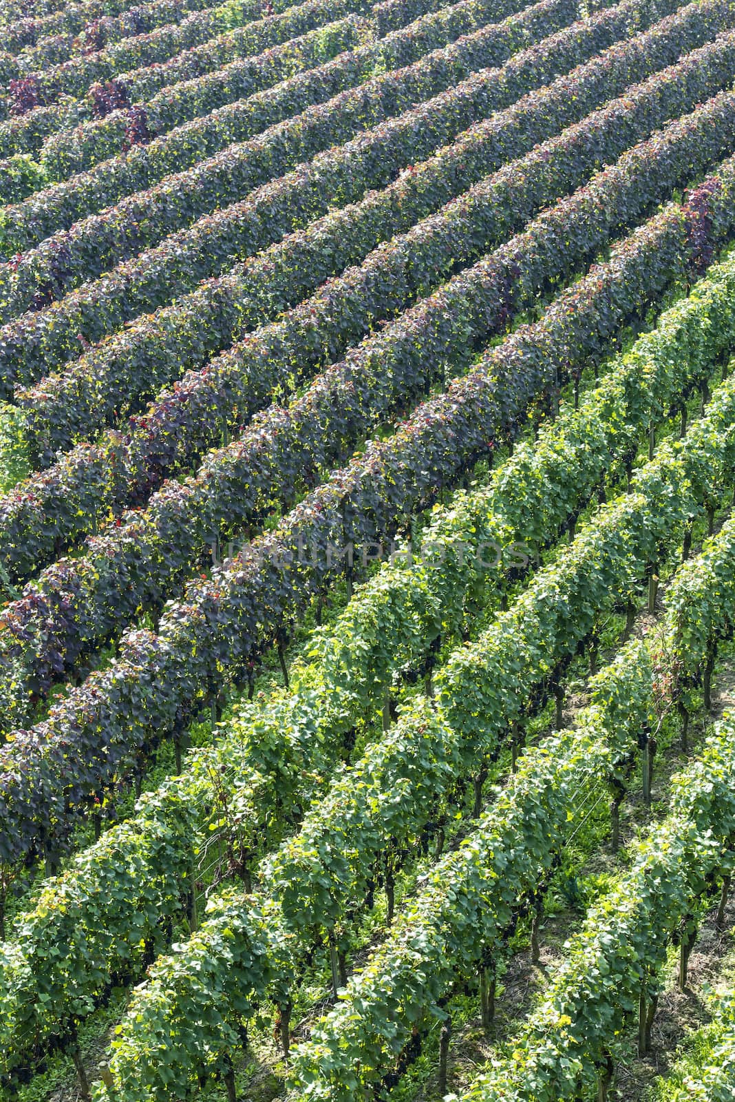 Beautiful rows of grapes in the vineyard before the harvest time