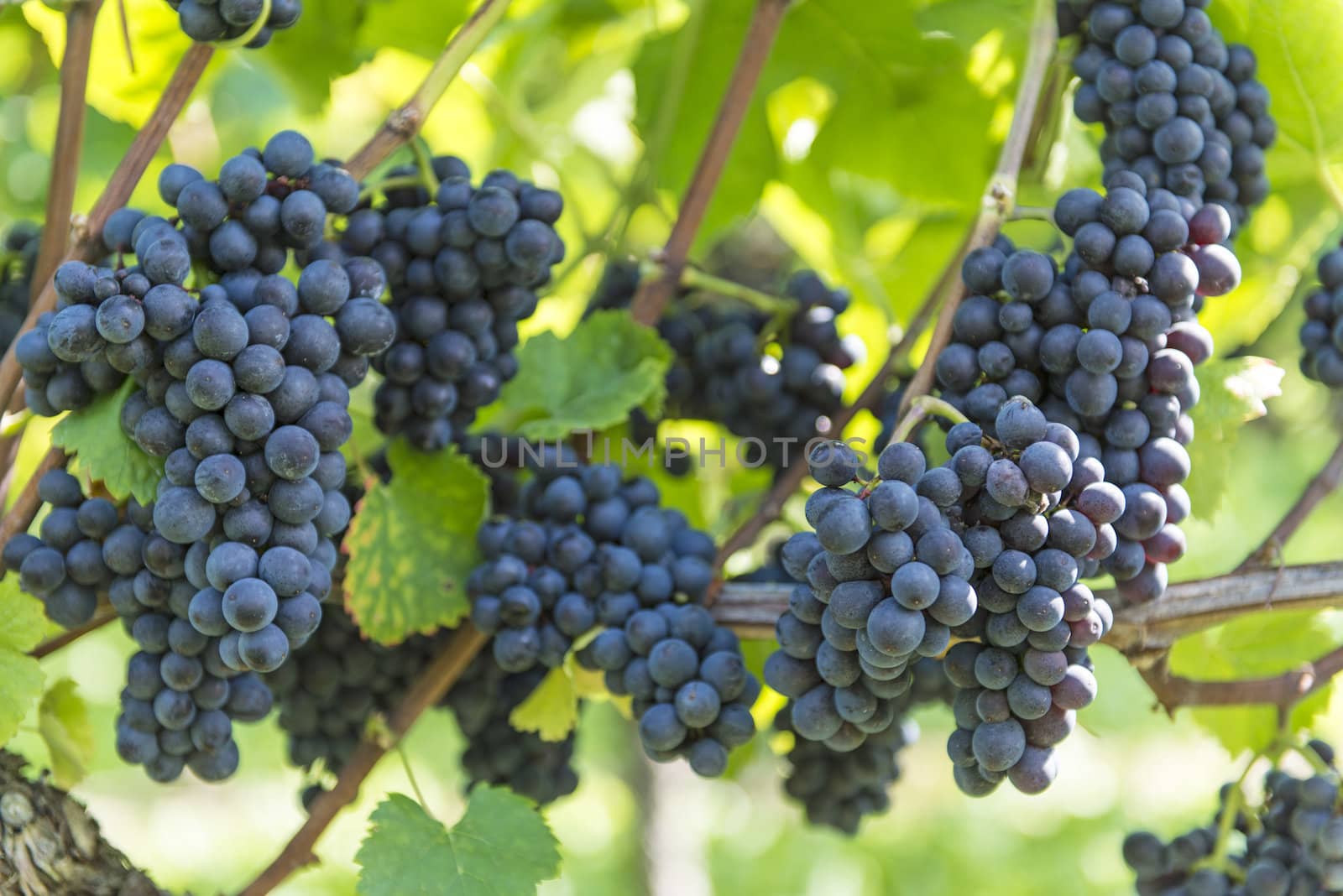 Red bunch of grapes in the vineyard by sunny weather