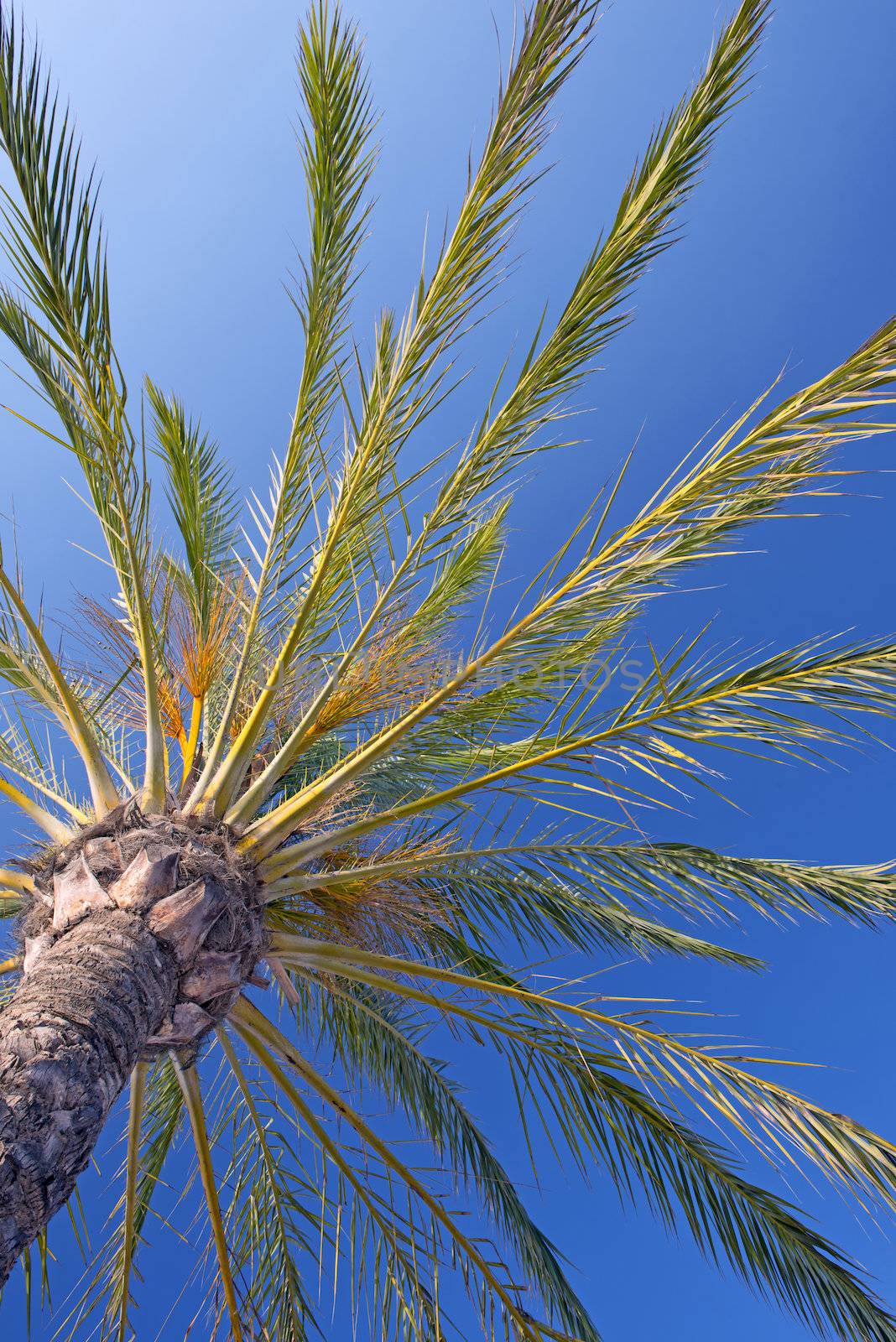 Nice Palm Tree Against The Blue, Sunny Sky