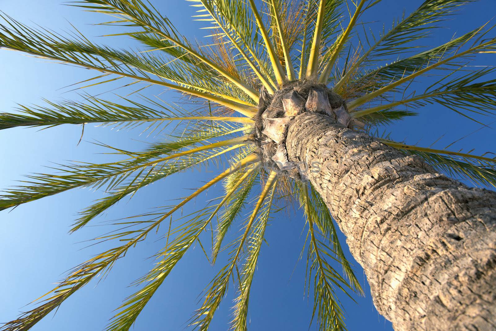 Nice Palm Tree Against The Blue, Sunny Sky